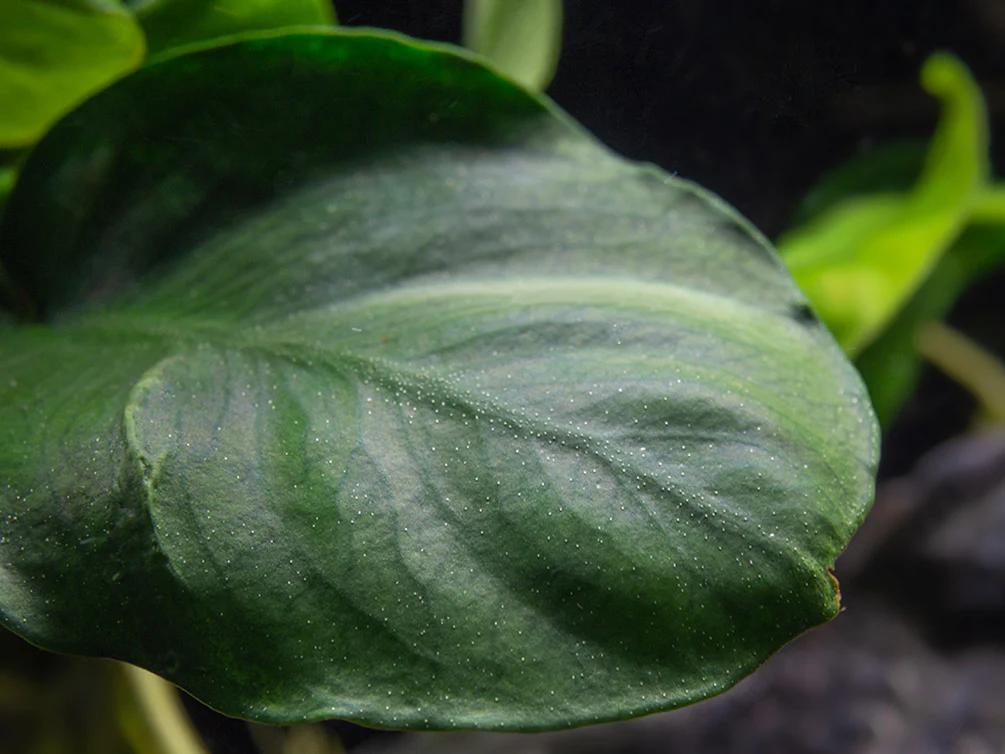 Gold Coin Anubias (Anubias barteri “Round Leaf”), Bare Root - Nestor' Aquariums & Pets