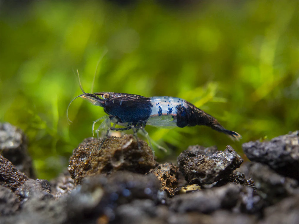 Carbon Rili Shrimp (Neocaridina davidi), Tank-Bred - Nestor' Aquariums & Pets