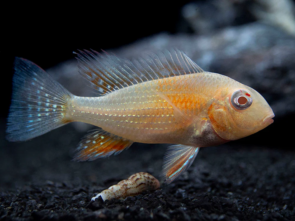 Albino Threadfin Acara Cichlid (Acarichthys heckelii), Tank-Bred! - Nestor' Aquariums & Pets