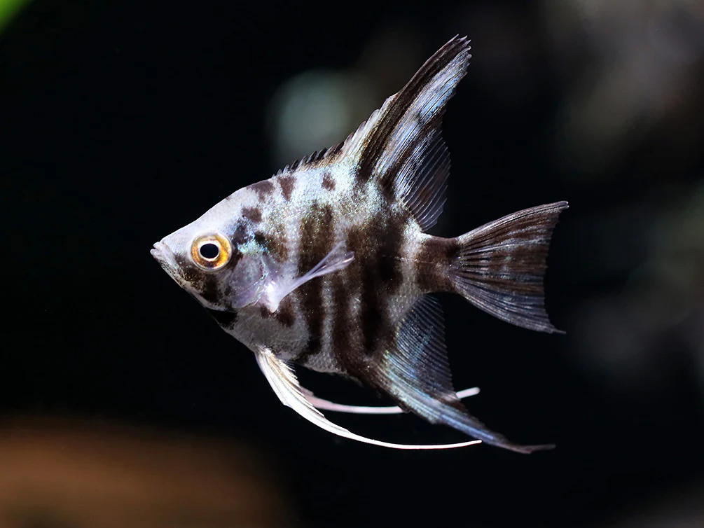 Blue Turquoise Marble Angelfish (Pterophyllum scalare) – Tank Bred - Nestor' Aquariums & Pets