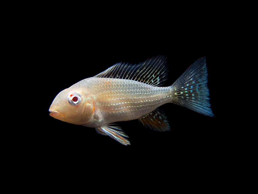 Albino Threadfin Acara Cichlid (Acarichthys heckelii), Tank-Bred! - Nestor' Aquariums & Pets