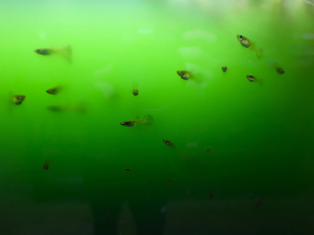 Green Water Phytoplankton – Live Freshwater Culture | Cultured by Aquatic Arts - Nestor' Aquariums & Pets