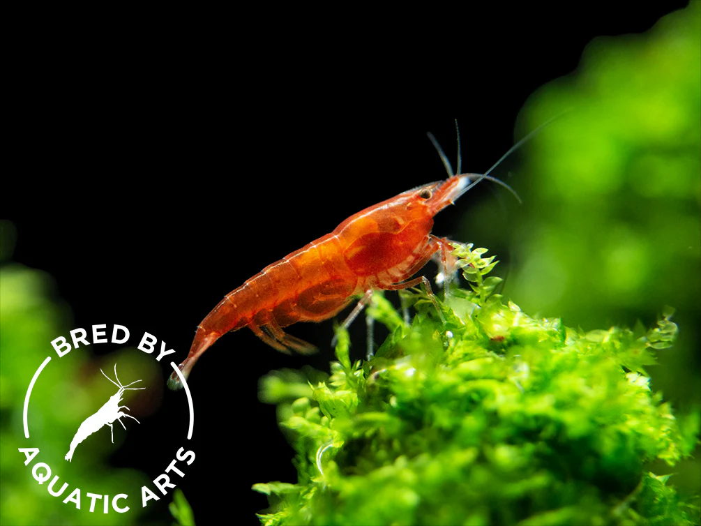 Bloody Mary Shrimp (Neocaridina davidi), BREDBY: Aquatic Arts - Nestor' Aquariums & Pets