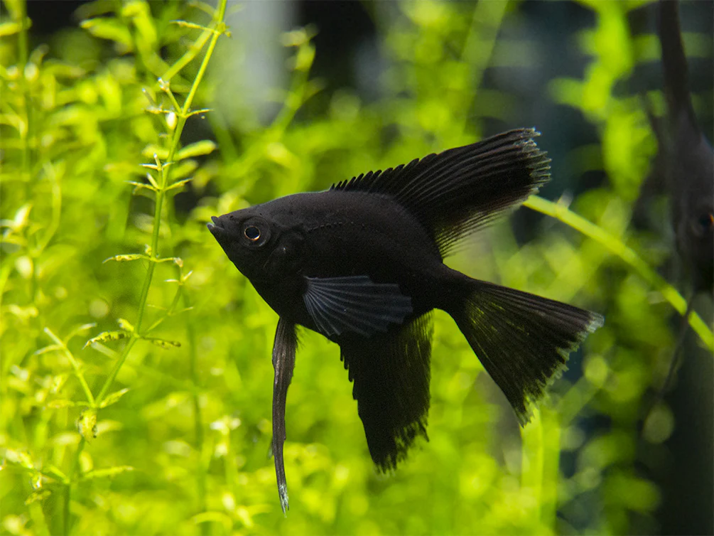 Black Angelfish (Pterophyllum scalare), Tank-Bred - Nestor' Aquariums & Pets