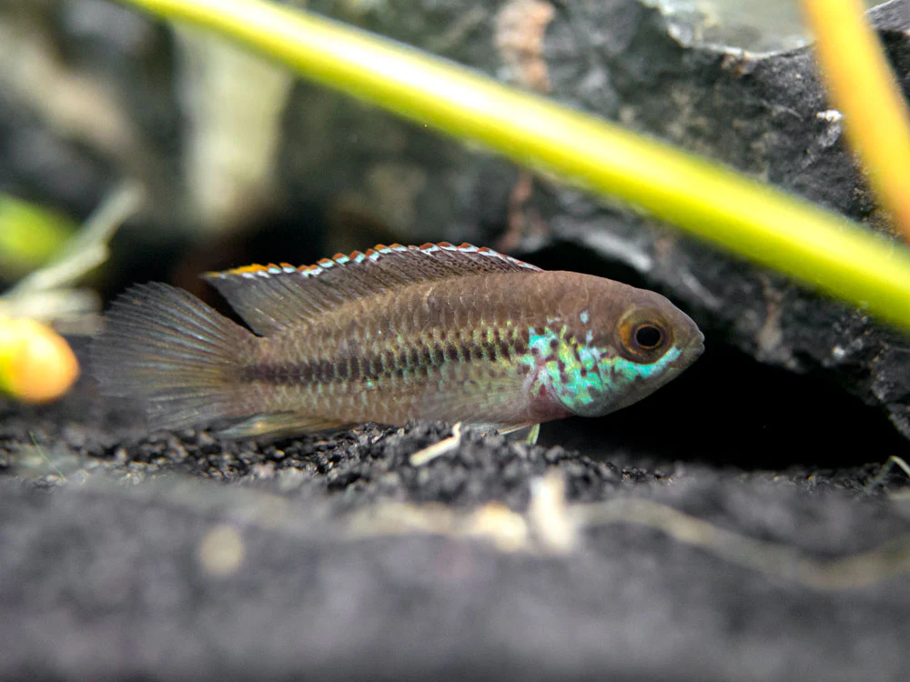 Golden Dwarf Cichlid (Nannacara anomala), - Tank Bred - Nestor' Aquariums & Pets