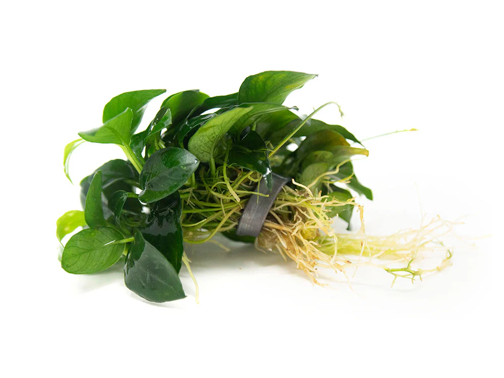 Petite Anubias Nana (Anubias barteri var. “Petite Nana”), EXTRA LARGE, Bare Root - Nestor' Aquariums & Pets
