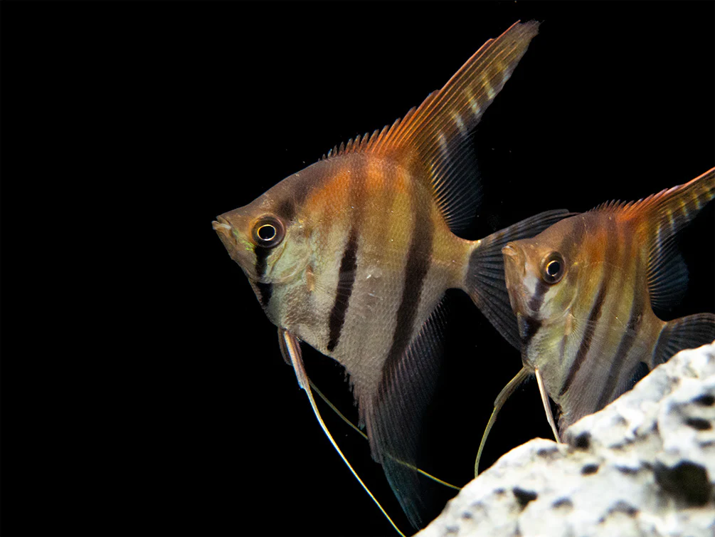 Red Shoulder Manacapuru Angelfish (Pterophyllum scalare) - TANK-BRED!!! - Nestor' Aquariums & Pets