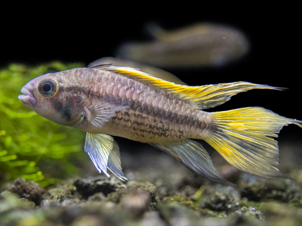 Yellow Flash Cockatoo Dwarf Cichlid (Apistogramma cacatuoides), Tank-Bred - Nestor' Aquariums & Pets