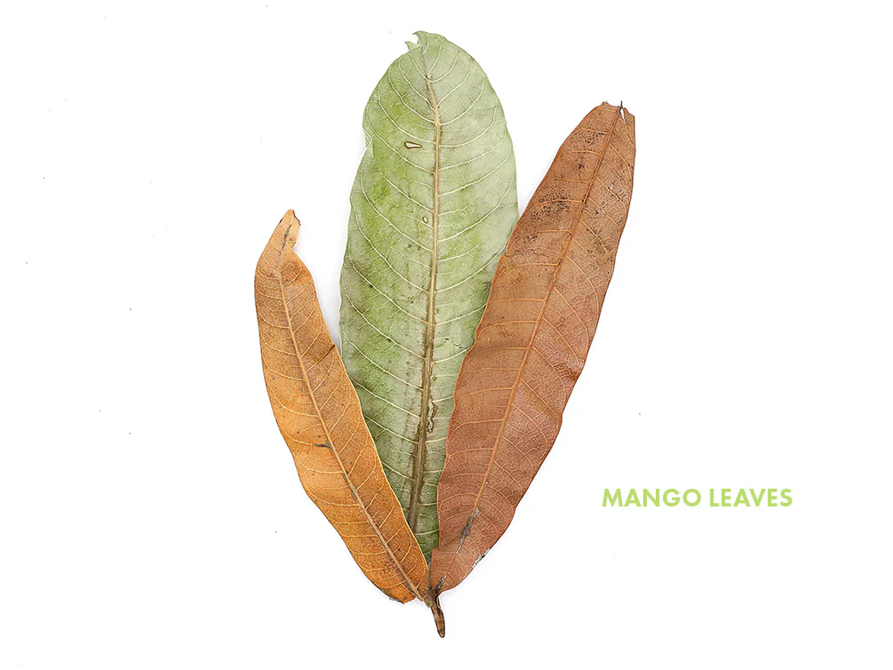 Aquatic Arts Mixed Fruit Leaf Botanical Pack (Mango, Guava, Banana & Jackfruit) - Dried Botanicals - Nestor' Aquariums & Pets