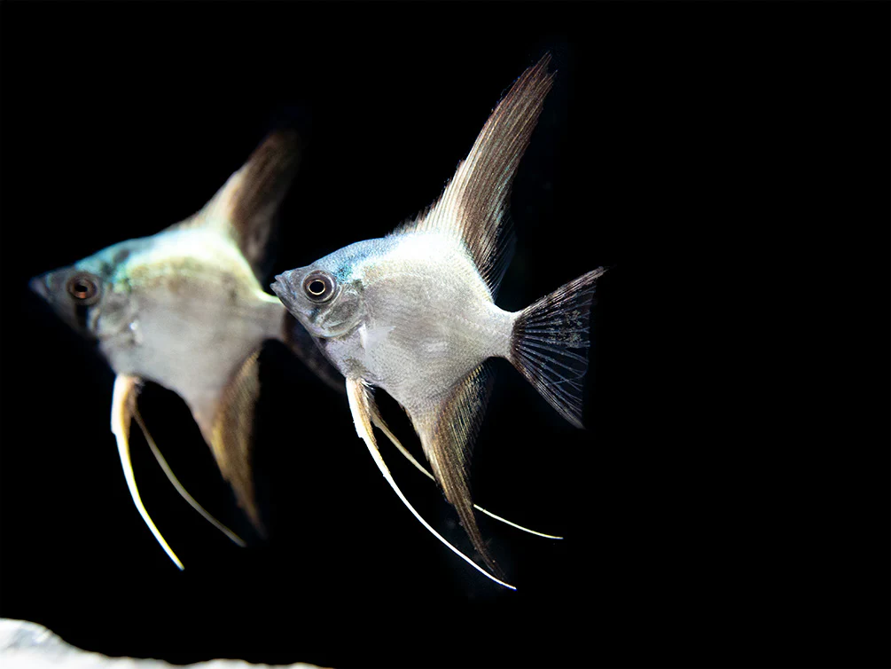 Avatar Turkey Green Angelfish (Pterophyllum scalare 