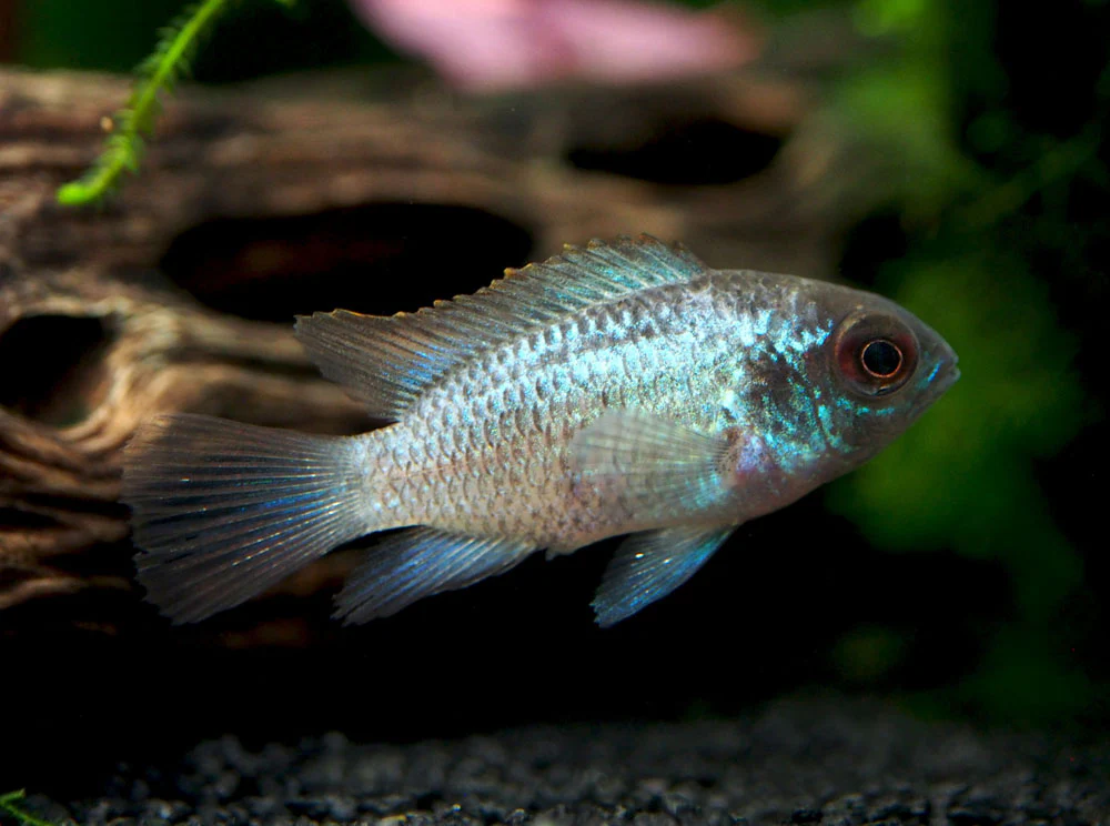 Electric Blue Acara Cichlid (Andinoacara pulcher hybrid), Tank-Bred! - Nestor' Aquariums & Pets