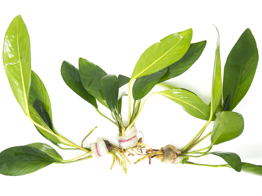 Anubias hastifolia - Nestor' Aquariums & Pets