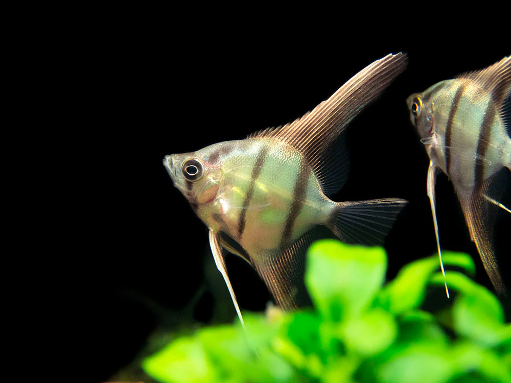 Red Shoulder Manacapuru Angelfish (Pterophyllum scalare) - TANK-BRED!!! - Nestor' Aquariums & Pets