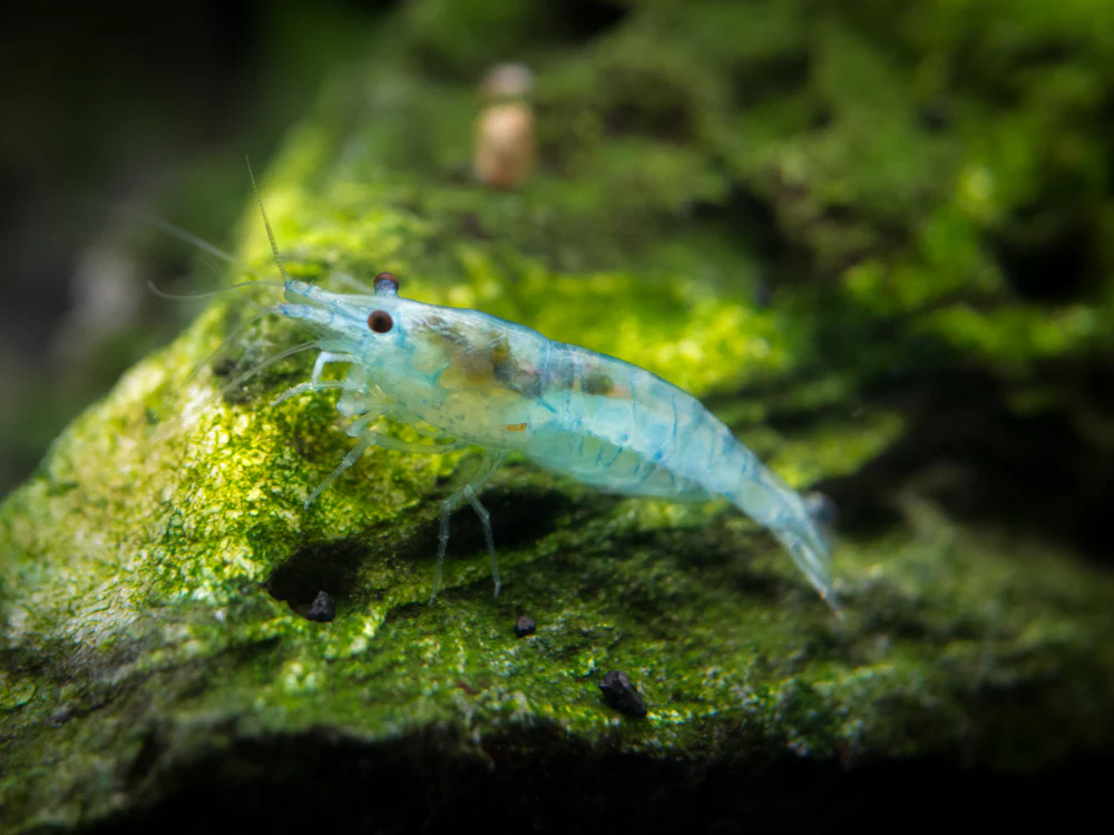 Sky Blue Velvet Shrimp Breeder Combo Box - Nestor' Aquariums & Pets