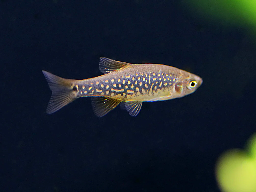 Celestial-Emerald Danio Hybrid AKA Hybrid Galaxy Microrasbora (Danio margaritatus x Danio erythromicron) – Tank Bred - Nestor' Aquariums & Pets