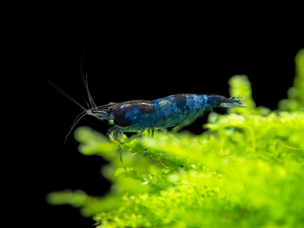 Blue Rili Shrimp (Neocaridina davidi), Tank-Bred - Nestor' Aquariums & Pets