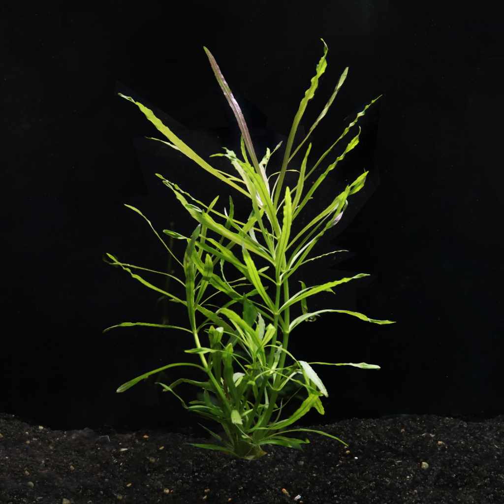 Pogostemon Stellatus 'Octopus' - Nestor' Aquariums & Pets