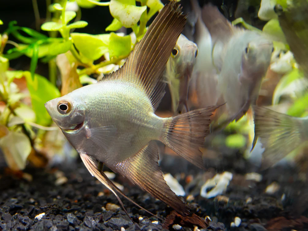 Bulgarian Green Seal Point Angelfish (Pterophyllum Scalare ) - Tank Bred - Nestor' Aquariums & Pets