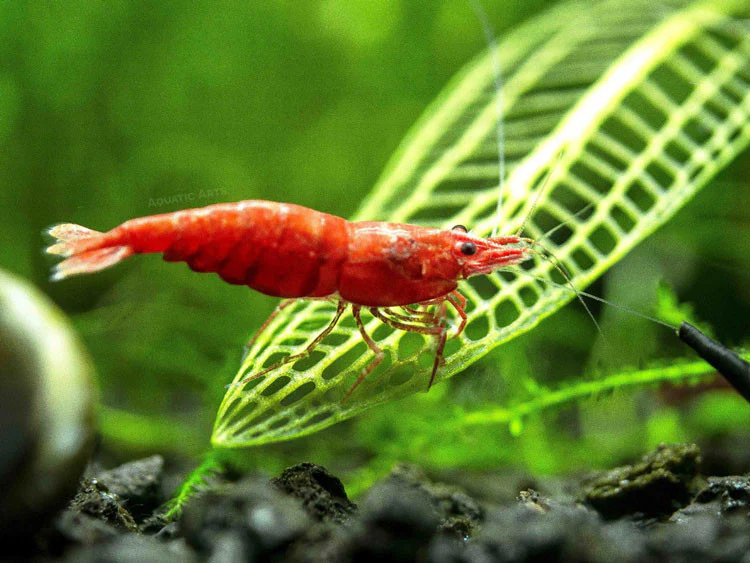 Painted Fire Red Cherry Shrimp Breeder Combo Box - Nestor' Aquariums & Pets