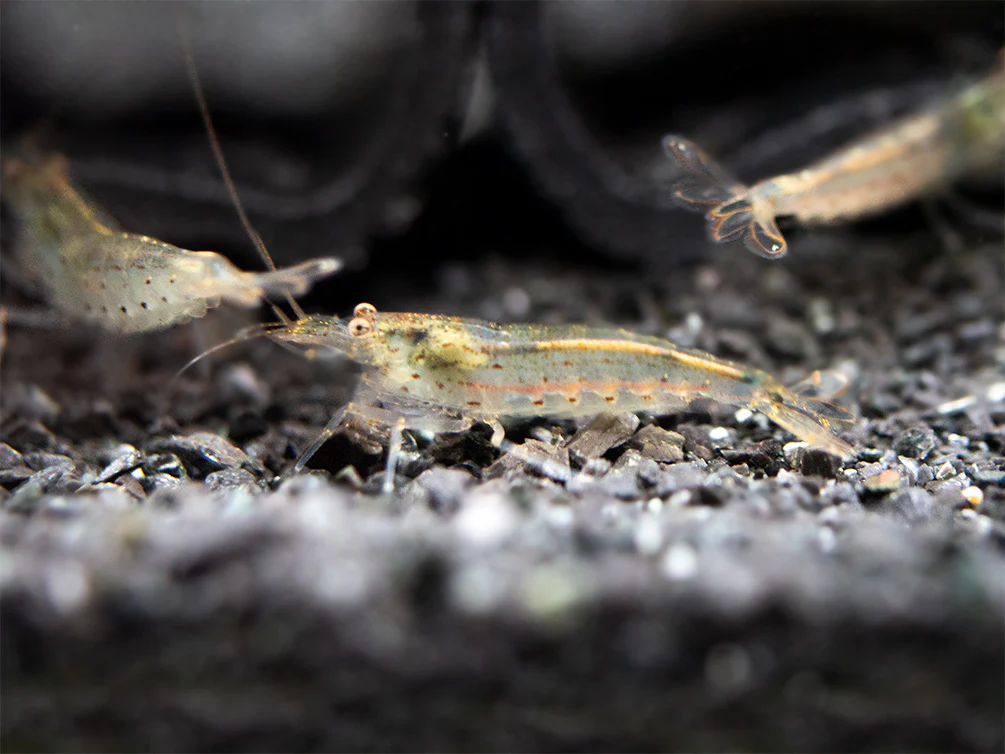 Amano AKA Yamato Shrimp (Caridina multidentata), CAPTIVE-BRED! - Nestor' Aquariums & Pets
