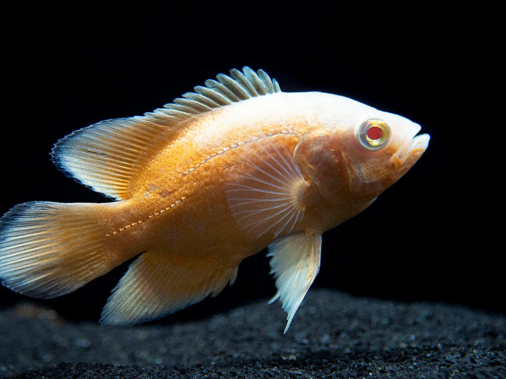 Albino Red Oscar (Astronotus ocellatus), Tank-Bred - Nestor' Aquariums & Pets