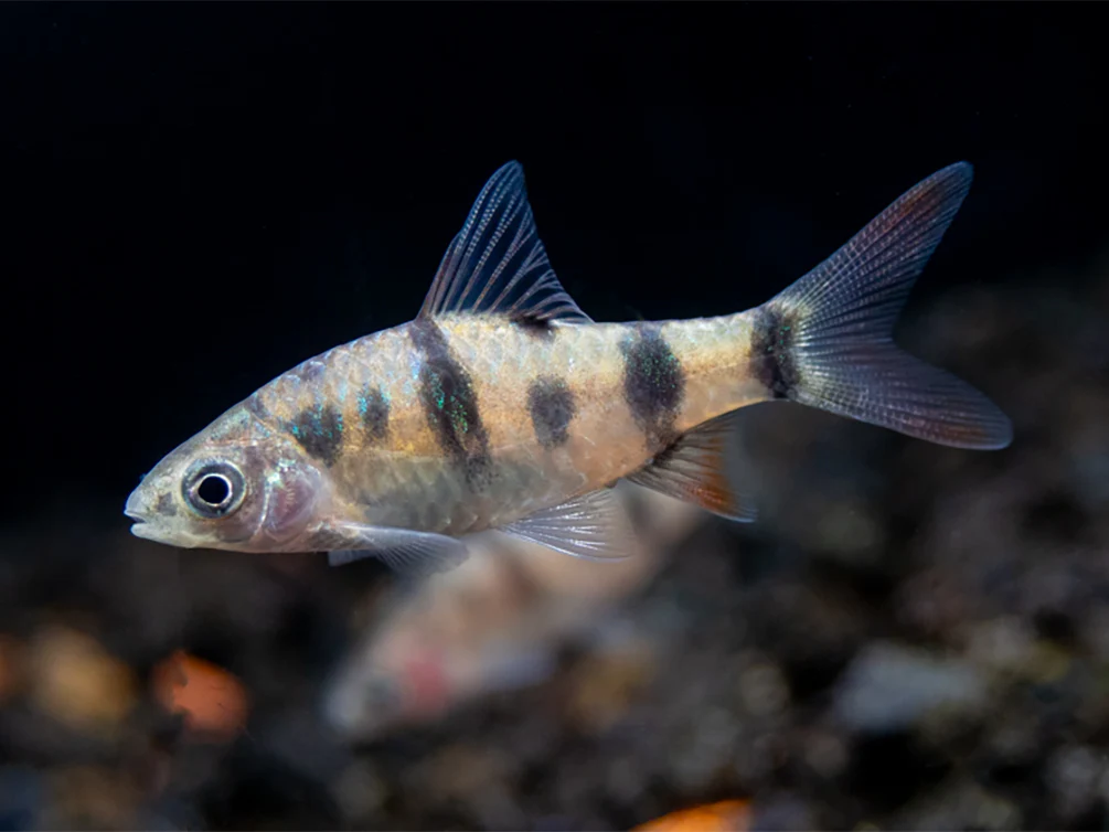 Tambraparni Barb (Puntius tambraparniei) - Nestor' Aquariums & Pets
