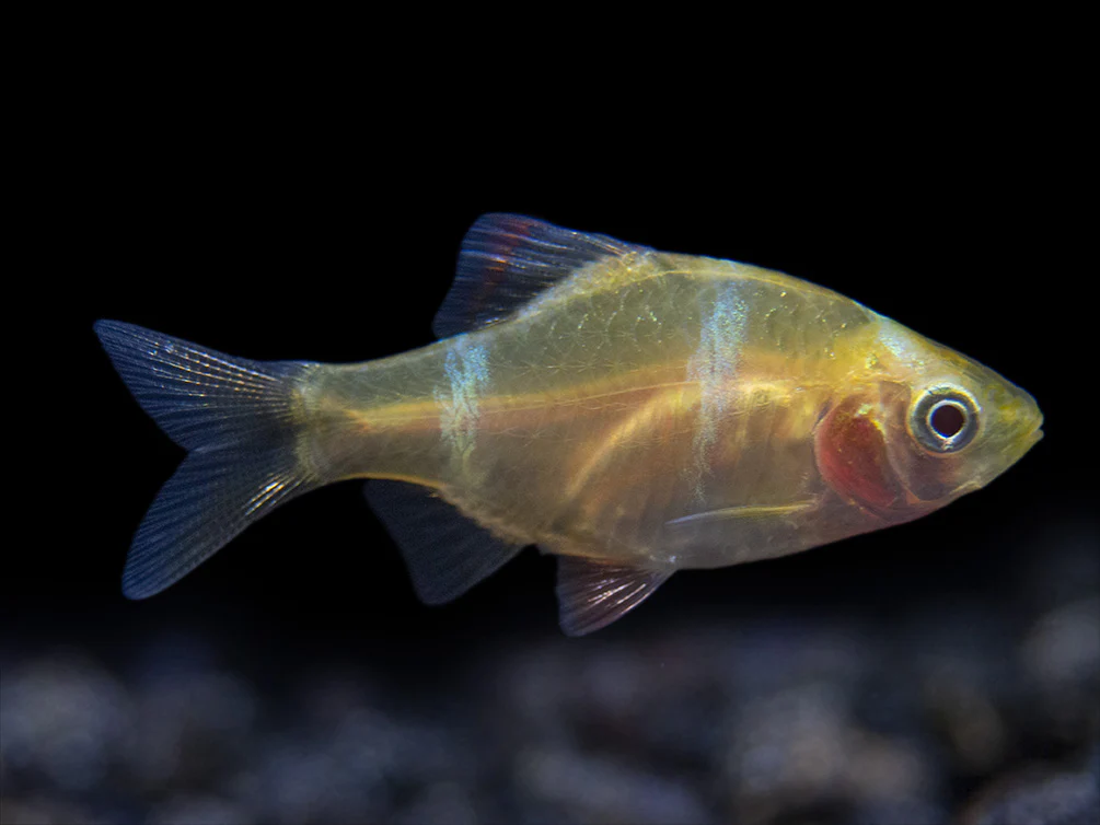 Albino Tiger Barb (Puntigrus tetrazona), Tank-Bred - Nestor' Aquariums & Pets
