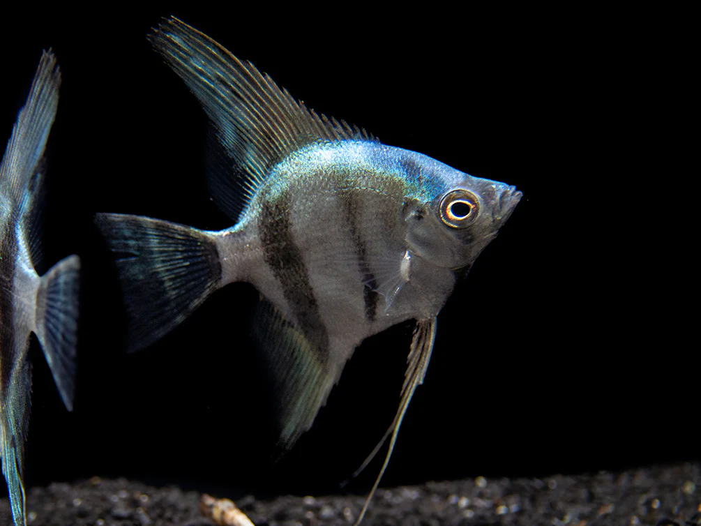 Blue Diamond Angelfish (Pterophyllum scalare) - Tank-Bred! - Nestor' Aquariums & Pets