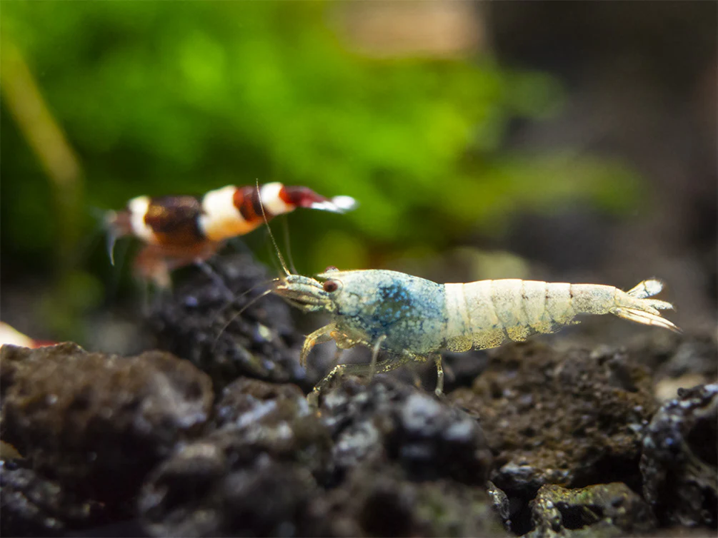 Assorted Caridina Shrimp (Caridina sp.), Tank-Bred - Nestor' Aquariums & Pets