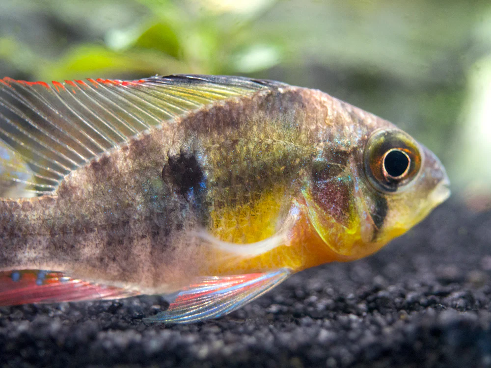Bolivian Ram Dwarf Cichlid (Mikrogeophagus altispinosus), Tank-Bred - Nestor' Aquariums & Pets