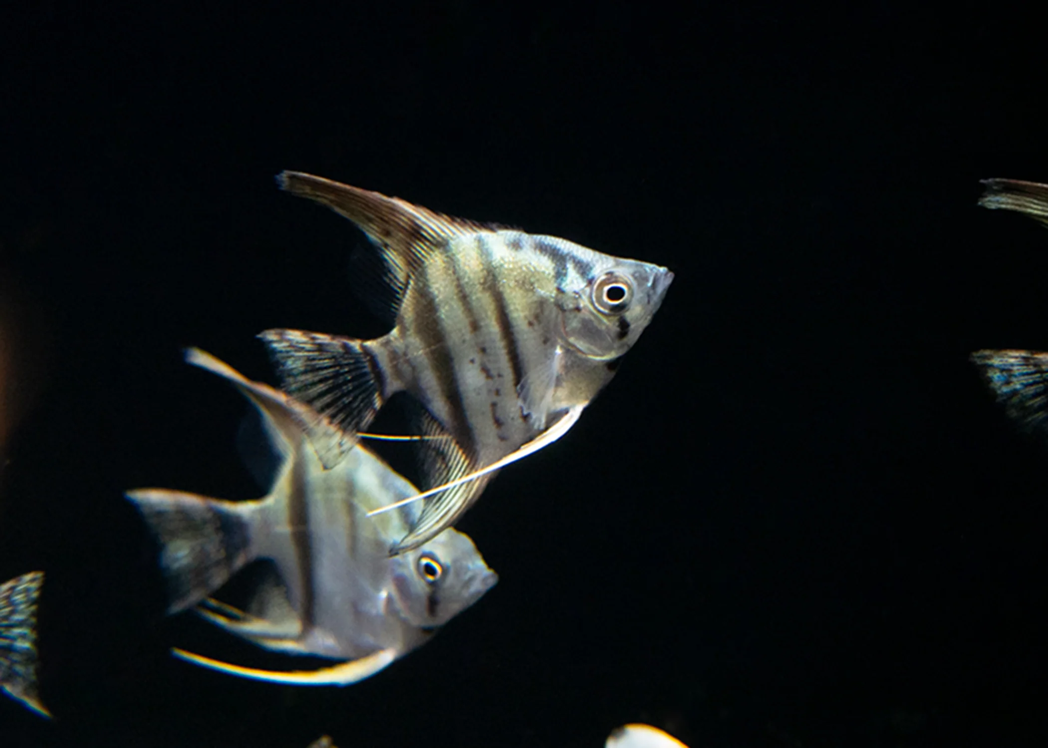Avatar Turkey Green Angelfish (Pterophyllum scalare 