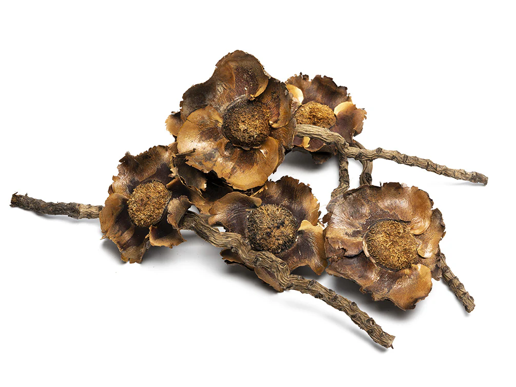Botanical Breeder Combo Pack (Crayfish) - Nestor' Aquariums & Pets