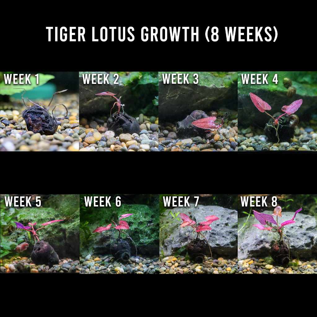 Tiger Lotus Bulb - Nestor' Aquariums & Pets