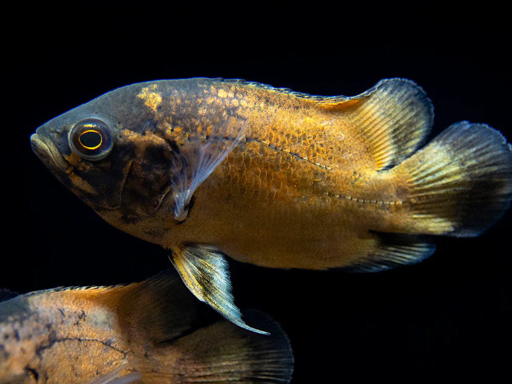 Red Oscar (Astronotus ocellatus), Tank-Bred - Nestor' Aquariums & Pets