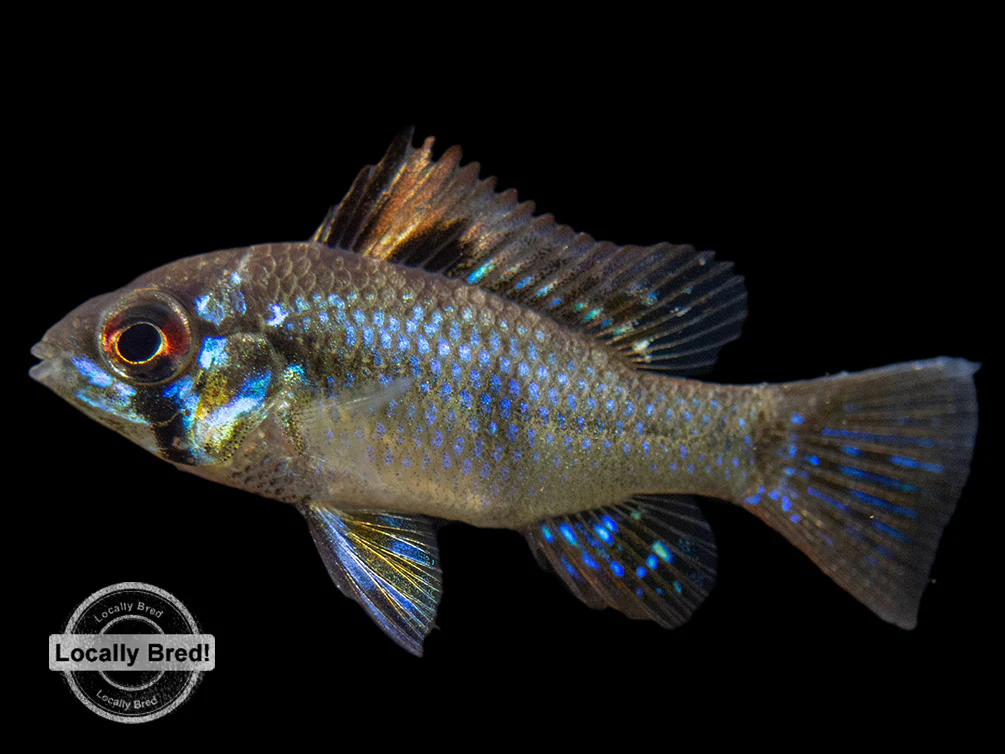 German Blue Ram Dwarf Cichlid (Mikrogeophagus ramirezi) - LOCALLY BRED!!! - Nestor' Aquariums & Pets