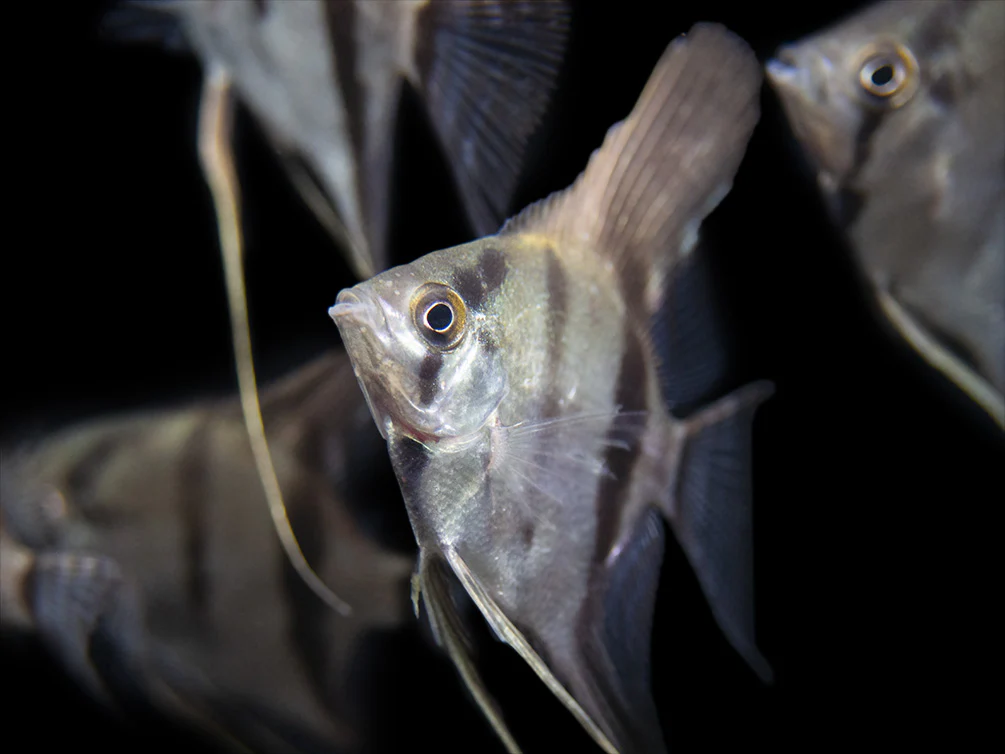 Rio Xingu Angelfish (Pterophyllum scalare), Tank-Bred - Nestor' Aquariums & Pets
