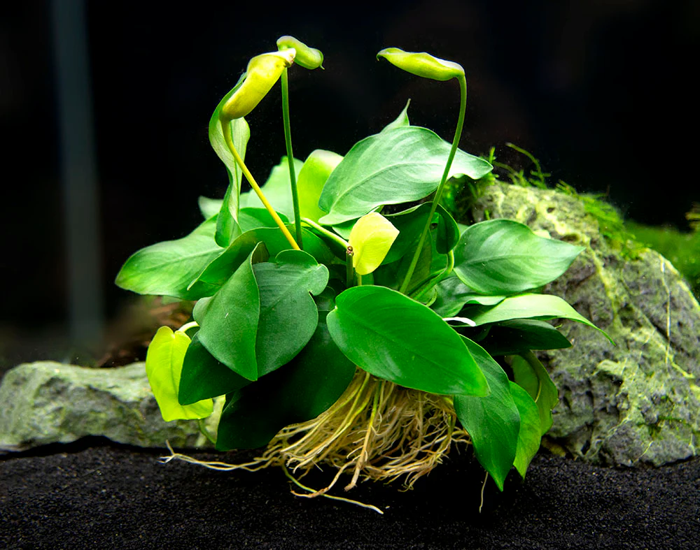 Anubias nana (Anubias barteri var. “nana”) - Bare Root, EXTRA LARGE - Nestor' Aquariums & Pets