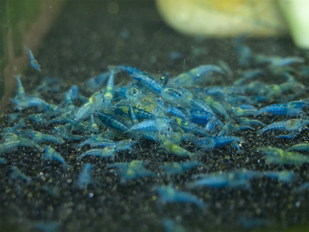 Shrimp Envy - Complete Envy Shrimp Food - Nestor' Aquariums & Pets
