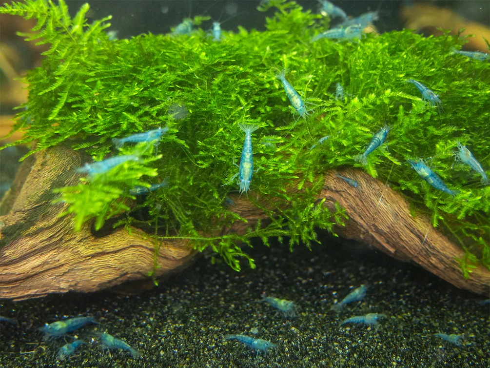 Sky Blue Velvet Shrimp Breeder Combo Box - Nestor' Aquariums & Pets
