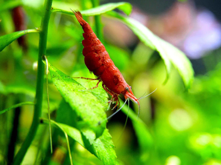 Painted Fire Red Cherry Shrimp Breeder Combo Box - Nestor' Aquariums & Pets