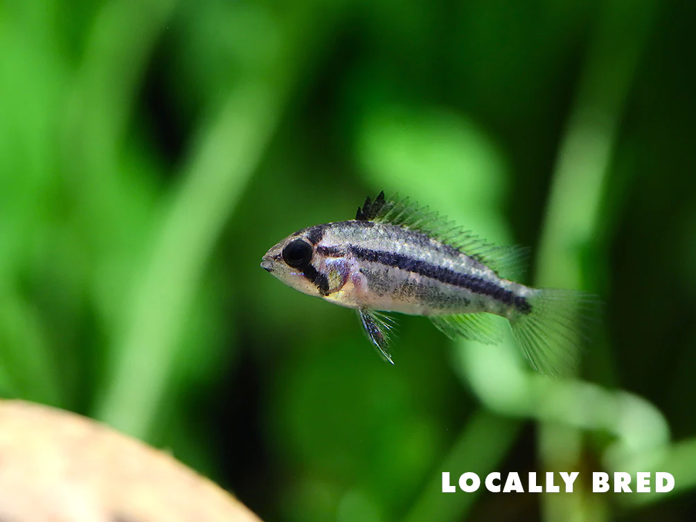 Cockatoo Dwarf Cichlid (Apistogramma cacatuoides) - Nestor' Aquariums & Pets