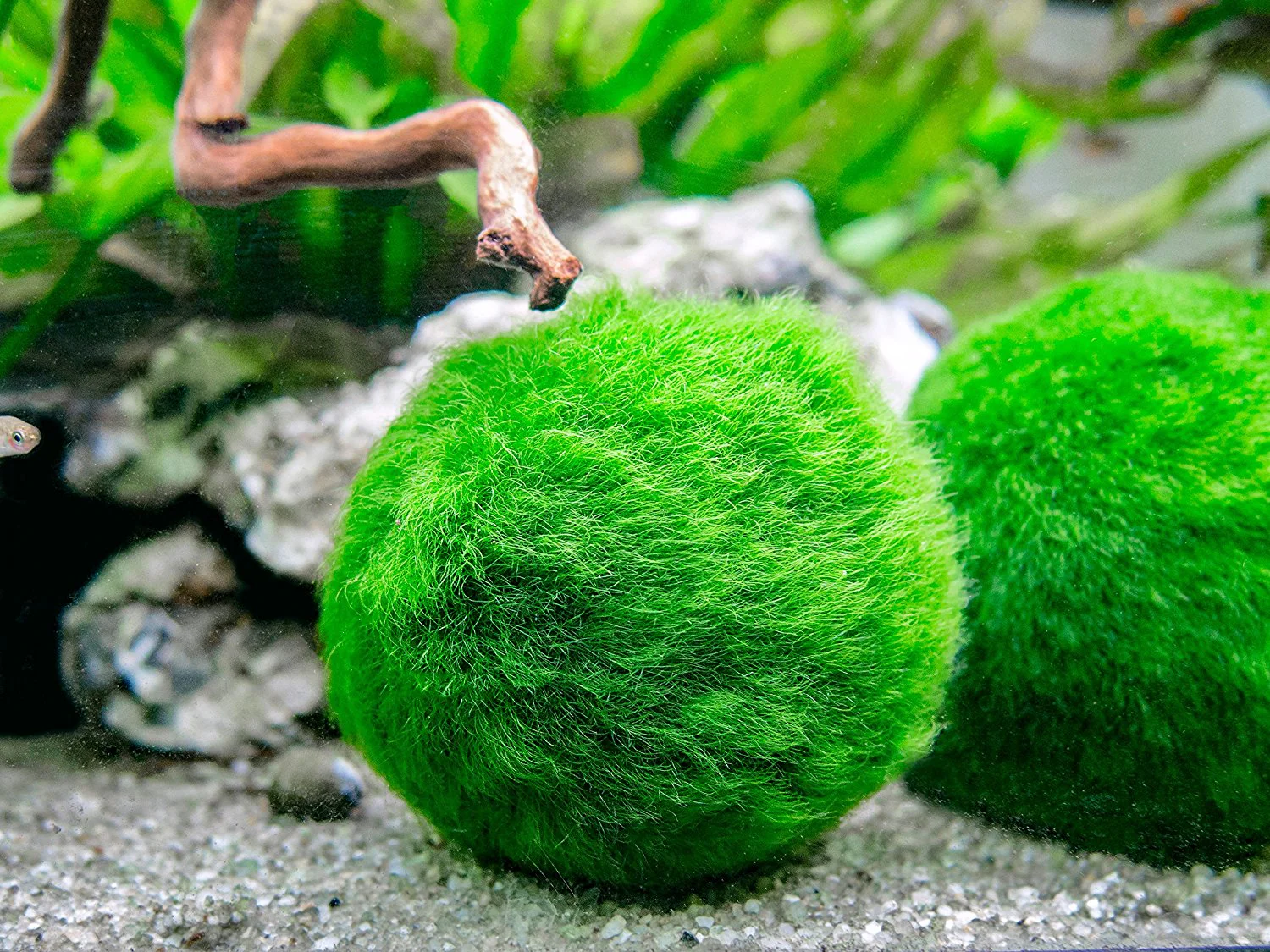 Aquatic Arts Marimo Moss Ball Fertilizer Food 8oz. - Nestor' Aquariums & Pets
