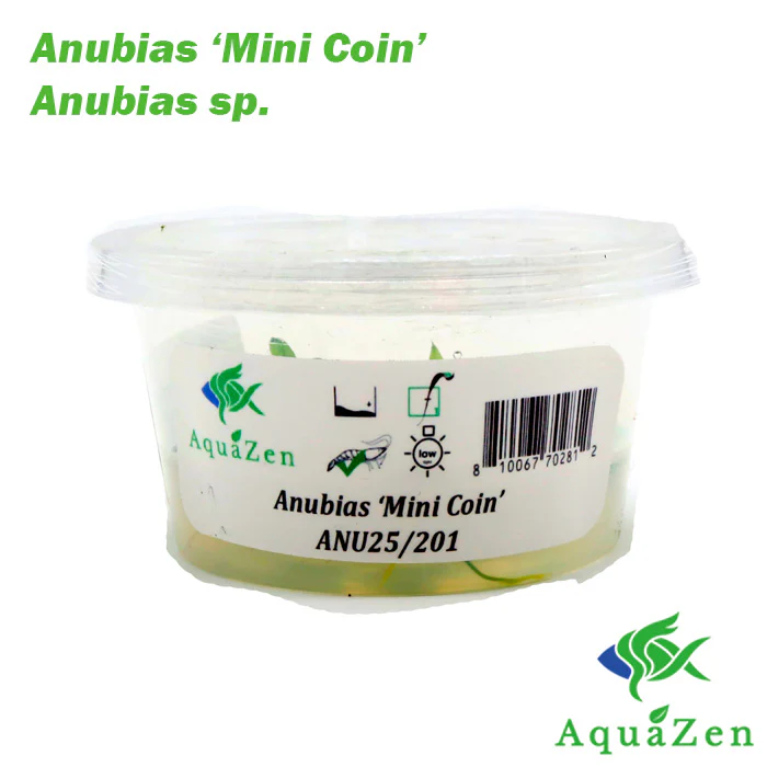 Anubias barteri 'Mini Coin' - Tissue Culture - Nestor' Aquariums & Pets