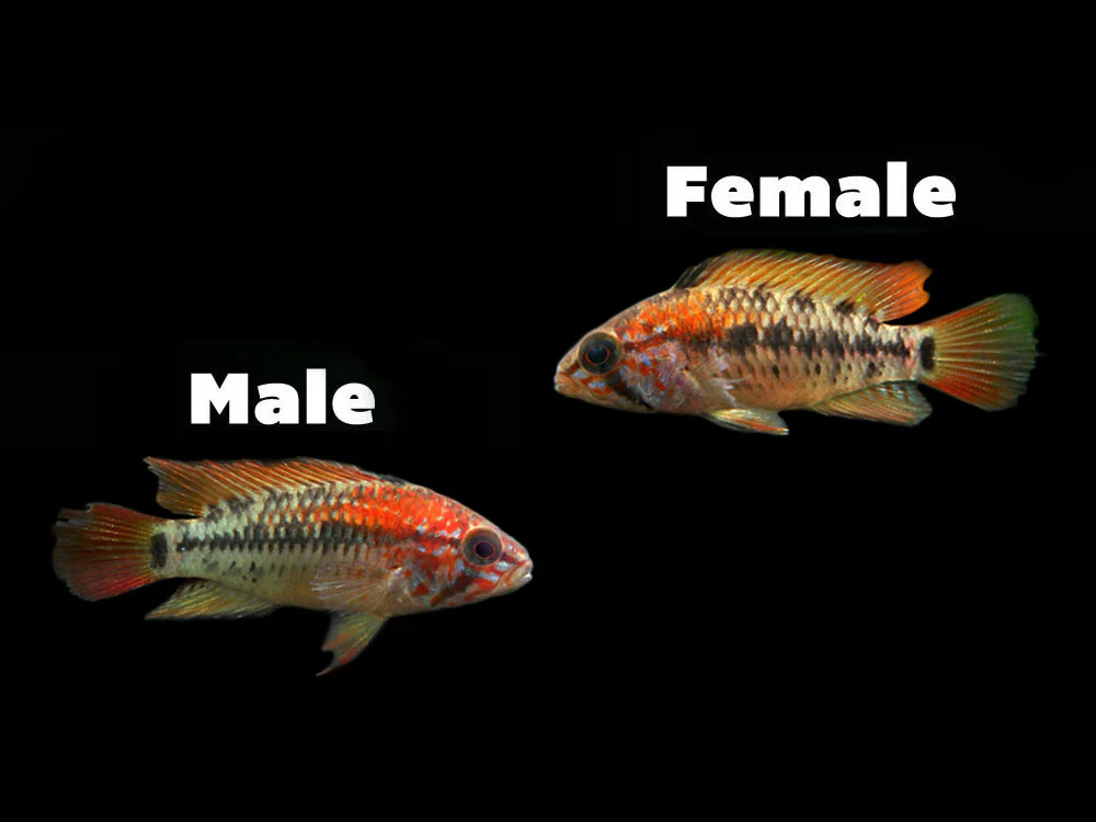 Red Shoulder Dwarf Cichlid (Apistogramma macmasteri), Tank-Bred - Nestor' Aquariums & Pets