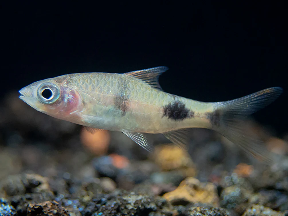 Rohani Barb (Dawkinsia Rohani), Tank-Bred - Nestor' Aquariums & Pets
