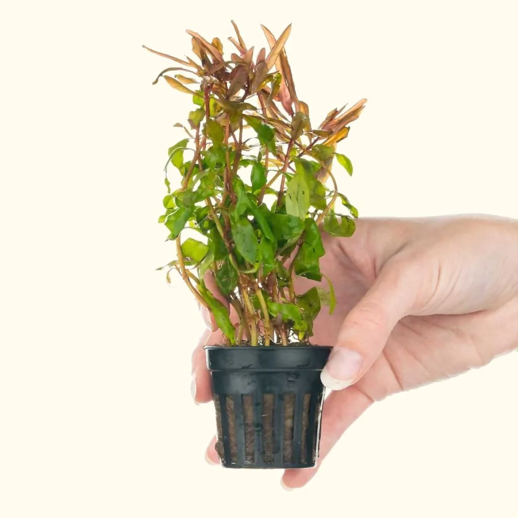 Ammannia Gracilis - Nestor' Aquariums & Pets