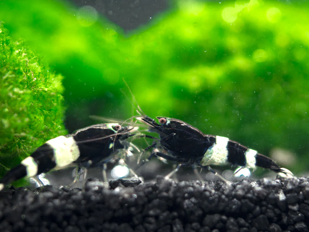 Black King Kong AKA Black Bolt Shrimp (Caridina cantonensis), A-S Grade, Tank-Bred! - Nestor' Aquariums & Pets
