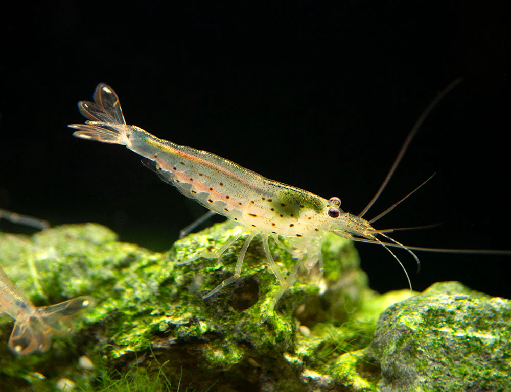 Amano Shrimp Combo Box - Nestor' Aquariums & Pets