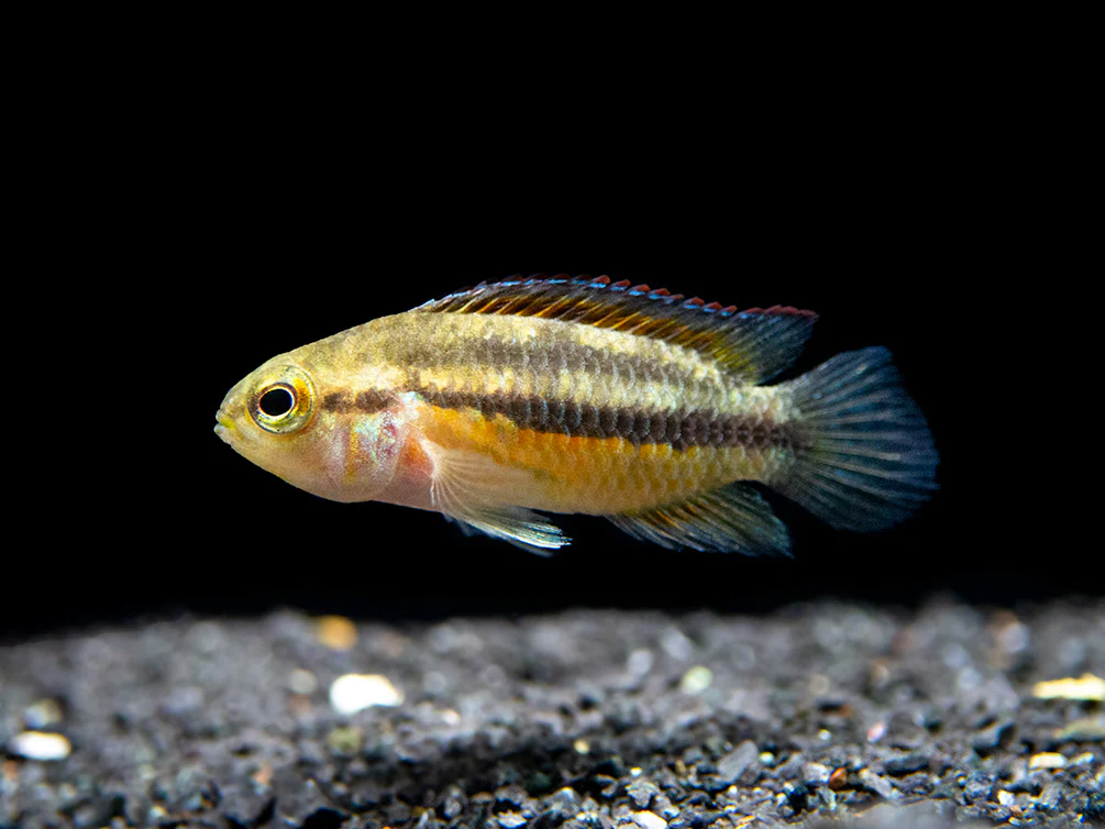 Golden Dwarf Cichlid (Nannacara anomala), - Tank Bred - Nestor' Aquariums & Pets