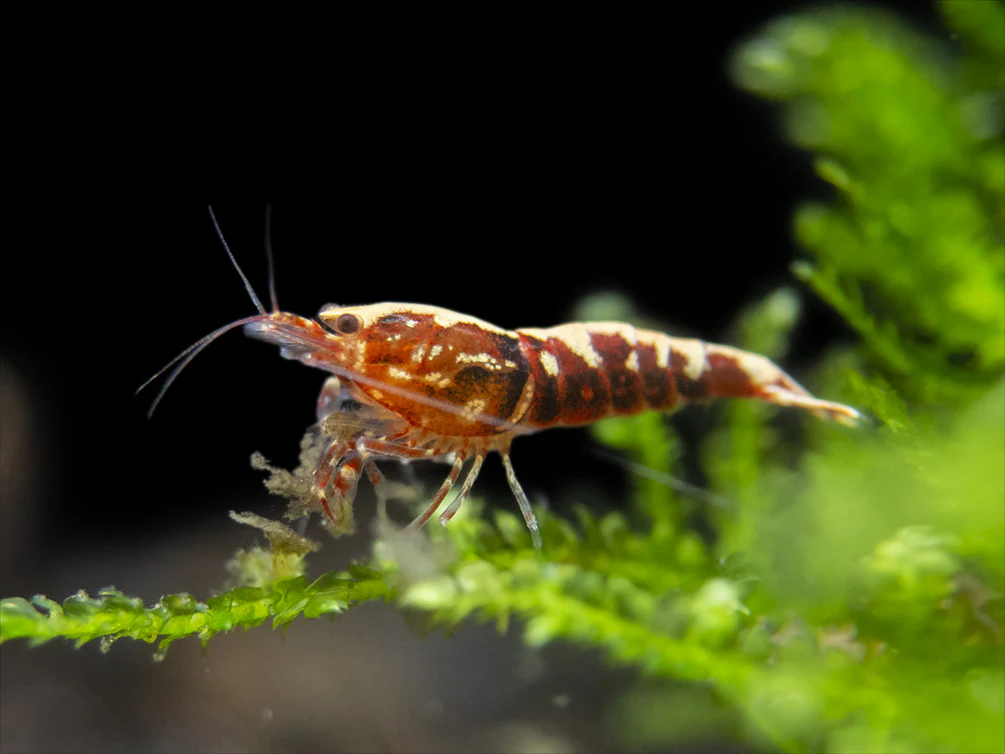 Red Galaxy Pinto Shrimp (Caridina cantonensis, A Grade), Tank-Bred - Nestor' Aquariums & Pets